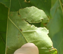Zopheroteras