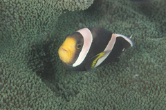 Amphiprion polymnus