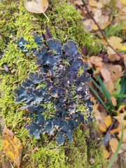 Peltigera praetextata