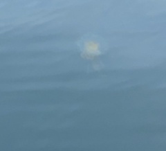 Phacellophora camtschatica