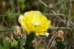 Opuntia cespitosa