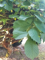 Ulmus glabra camperdownii