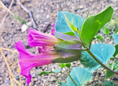 Mirabilis multiflora