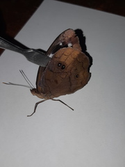 Eunica eurota