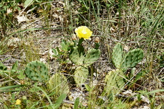 Opuntia cespitosa
