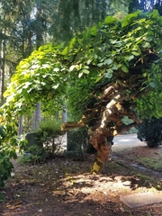 Ulmus glabra camperdownii