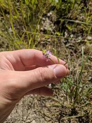 Polygala curtissii