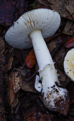 Amanita gioiosa