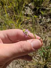 Polygala curtissii