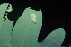 Acronicta