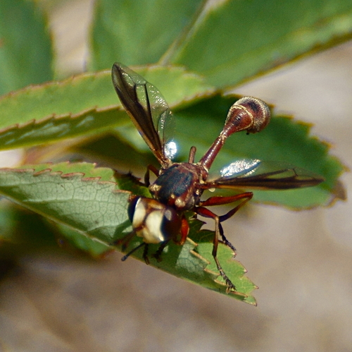 Physocephala marginata photo 5