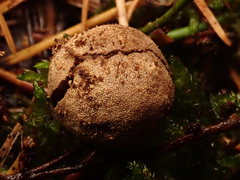 Elaphomyces granulatus
