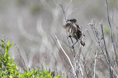 Cercotrichas coryphoeus