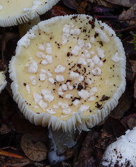 Amanita gioiosa