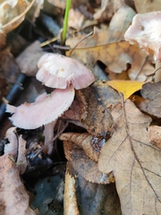 Mycena rosea