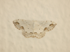 Scopula ornata