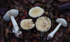 Amanita gioiosa