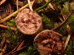 Elaphomyces granulatus