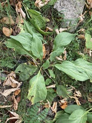 Cynoglossum officinale