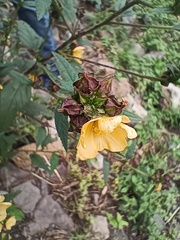 Sida abutifolia