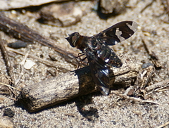 Exoprosopa decora