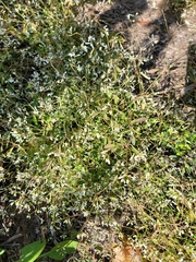 Draba verna