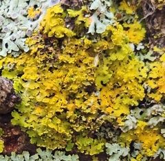 Xanthomendoza weberi