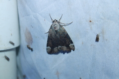 Catocala micronympha