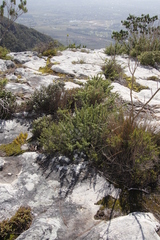 Cliffortia ruscifolia