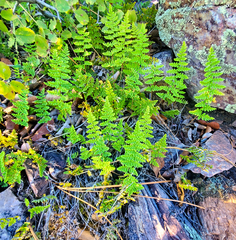 Myriopteris fendleri