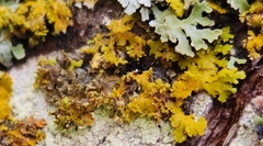 Xanthomendoza weberi