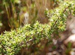 Cliffortia ruscifolia