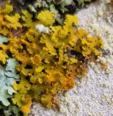 Xanthomendoza weberi