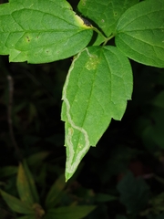 Phytomyza loewii