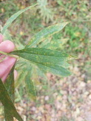 Coleosporium solidaginis