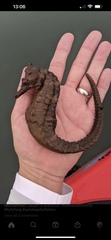 Hippocampus ingens