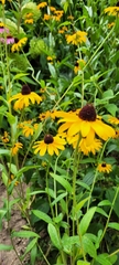 Rudbeckia hirta