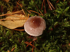 Cortinarius hemitrichus