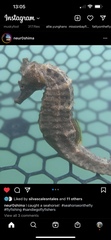 Hippocampus ingens