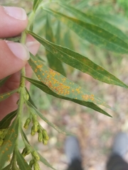 Coleosporium solidaginis