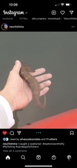 Hippocampus ingens