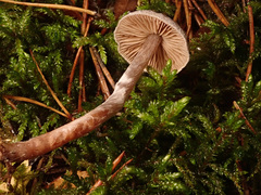 Cortinarius hemitrichus