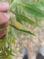 Coleosporium solidaginis