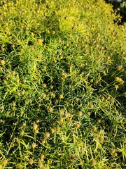 Coreopsis verticillata