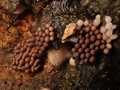 Arcyria stipata