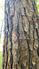 Pinus elliottii