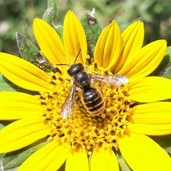 Osmia azteca