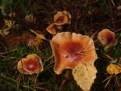 Pholiota lubrica