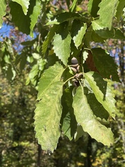 Quercus muehlenbergii