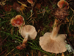 Pholiota lubrica